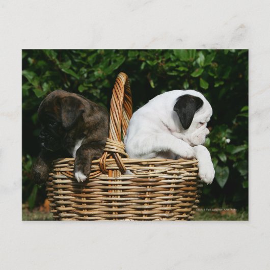 Carte Postale Chiots de boîte dans le panier (Devant)