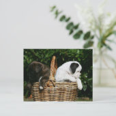Carte Postale Chiots de boîte dans le panier (Debout devant)