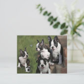 Carte Postale Chiots de Boston Terrier (Debout devant)