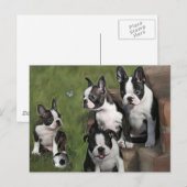 Carte Postale Chiots de Boston Terrier (Devant / Derrière)