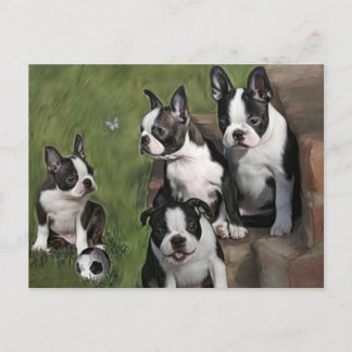 Carte Postale Chiots de Boston Terrier