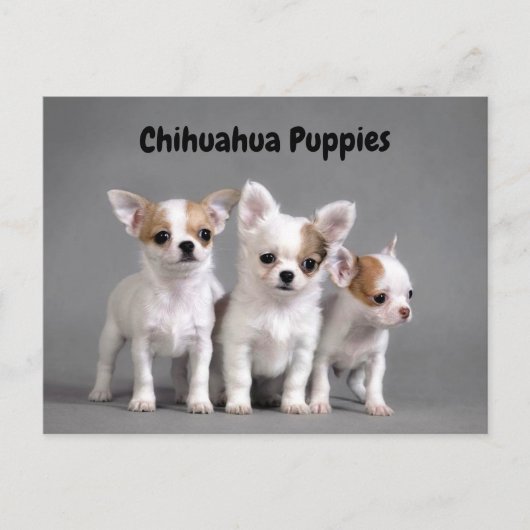 Carte Postale Chiots de chiwawa posant pour la photo (Devant)