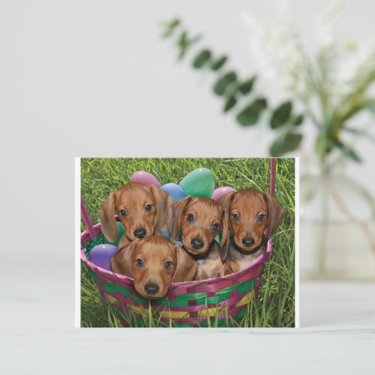 Carte Postale Chiots de Dachshund (Debout devant)