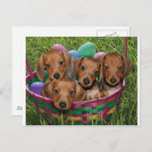 Carte Postale Chiots de Dachshund (Devant / Derrière)