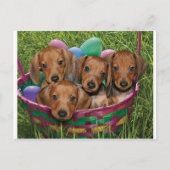 Carte Postale Chiots de Dachshund (Devant)