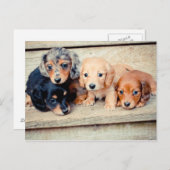 Carte Postale Chiots de Dachshund (Devant / Derrière)