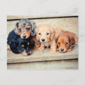 Carte Postale Chiots de Dachshund (Devant)