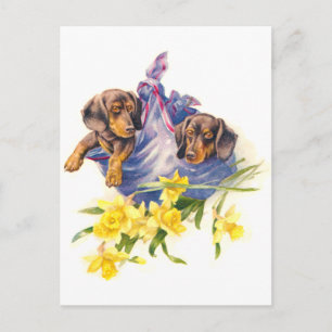 Carte Postale Chiots de Dachshund à Blanket avec jonquilles