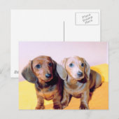 Carte Postale Chiots de Dachsund (Devant / Derrière)