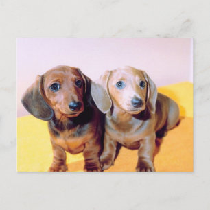 Carte Postale Chiots de Dachsund
