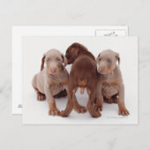 Carte Postale Chiots de Doberman Pinscher (Devant / Derrière)