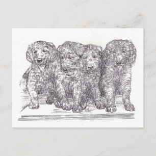 Carte Postale Chiots de Golden Retriever