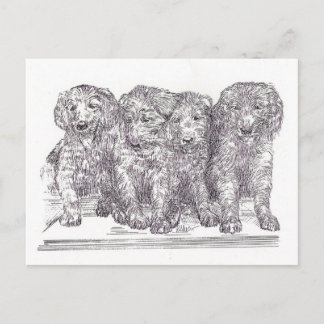 Carte Postale Chiots de Golden Retriever