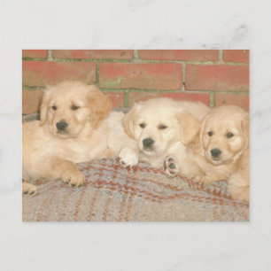 Carte Postale Chiots de Golden Retriever