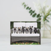 Carte Postale Chiots de Keeshond (Debout devant)