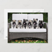 Carte Postale Chiots de Keeshond (Devant / Derrière)