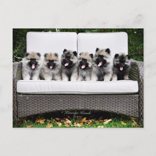 Carte Postale Chiots de Keeshond (Devant)