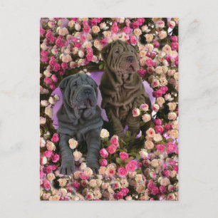Carte Postale Chiots de pois mignons Shar dans un lit de rose