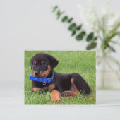 Carte Postale chiots de rottweiler (Debout devant)