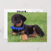Carte Postale chiots de rottweiler (Devant / Derrière)