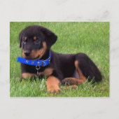 Carte Postale chiots de rottweiler (Devant)
