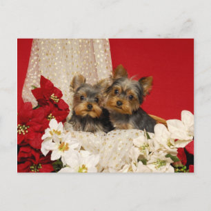 Carte Postale Chiots de Yorkie avec Poinsettias