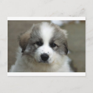 Carte Postale Chiots des Pyrénées