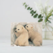 Carte Postale Chiots d'Ours Polaire (Debout devant)