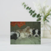 Carte Postale Chiots espagnols Roan Cocker. Heure de la sieste ! (Debout devant)