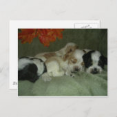 Carte Postale Chiots espagnols Roan Cocker. Heure de la sieste ! (Devant / Derrière)