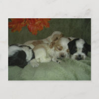 Chiots espagnols Roan Cocker. Heure de la sieste !