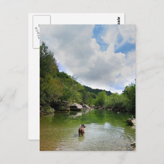 Carte Postale Chiots explorant Barton Creek - Austin Texas (Devant / Derrière)