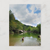 Carte Postale Chiots explorant Barton Creek - Austin Texas (Devant)