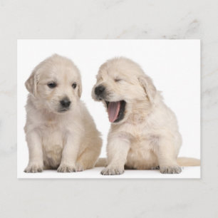 Carte Postale Chiots Golden Retriever (4 semaines)