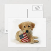 Carte Postale Chiots Golden Retriever et drapeau (Devant / Derrière)