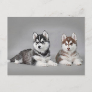 Carte Postale Chiots husky sibériens