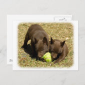 Carte Postale Chiots Kelpie australiens 9P022D-018 (Devant / Derrière)