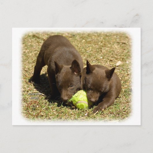 Carte Postale Chiots Kelpie australiens 9P022D-018 (Devant)