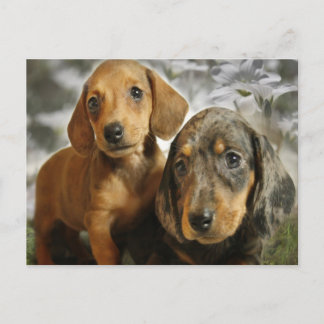 Carte Postale Chiots mignons Dachshund (Brown/Noir)