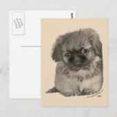 Carte Postale Chiots Pékinois (Devant / Derrière)