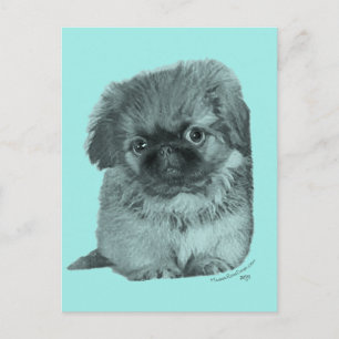 Carte Postale Chiots Pékinois