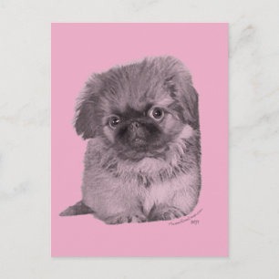 Carte Postale Chiots Pékinois sur Rose