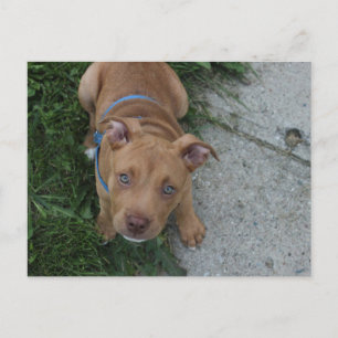 Carte Postale Chiots Pitbull