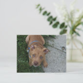 Carte Postale Chiots Pitbull (Debout devant)