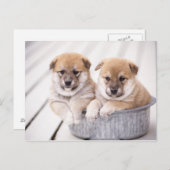 Carte Postale Chiots Shiba Inu dans une baignoire en aluminium (Devant / Derrière)