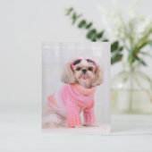 Carte Postale Chiots Shih Tzu - La langue tirée (Debout devant)