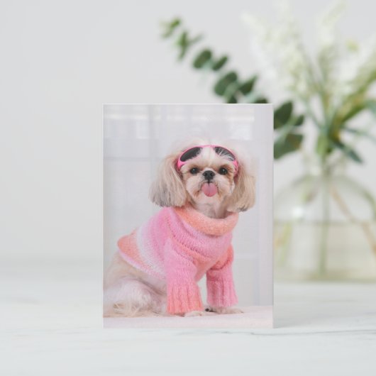 Carte Postale Chiots Shih Tzu - La langue tirée (Debout devant)