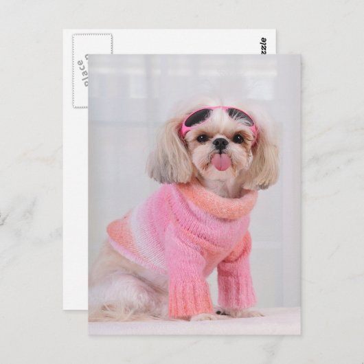 Carte Postale Chiots Shih Tzu - La langue tirée (Devant / Derrière)