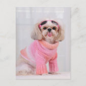 Carte Postale Chiots Shih Tzu - La langue tirée (Devant)