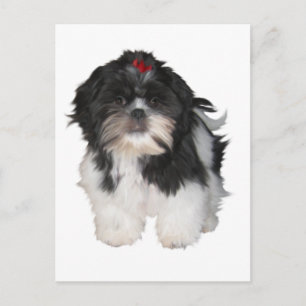 Carte Postale Chiots Shitzu Shih Tzu